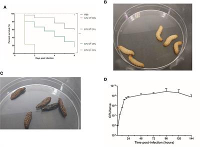 Galleria mellonella Larvae as an Infection Model to Investigate sRNA-Mediated Pathogenesis in Staphylococcus aureus